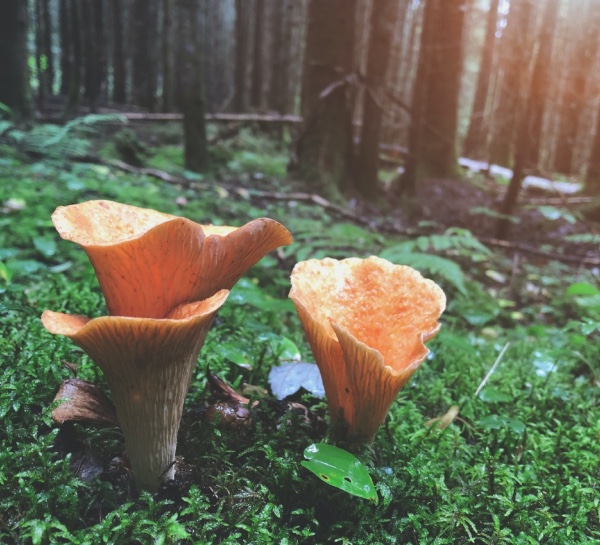 Colourful mushrooms, growing an a lush forest.